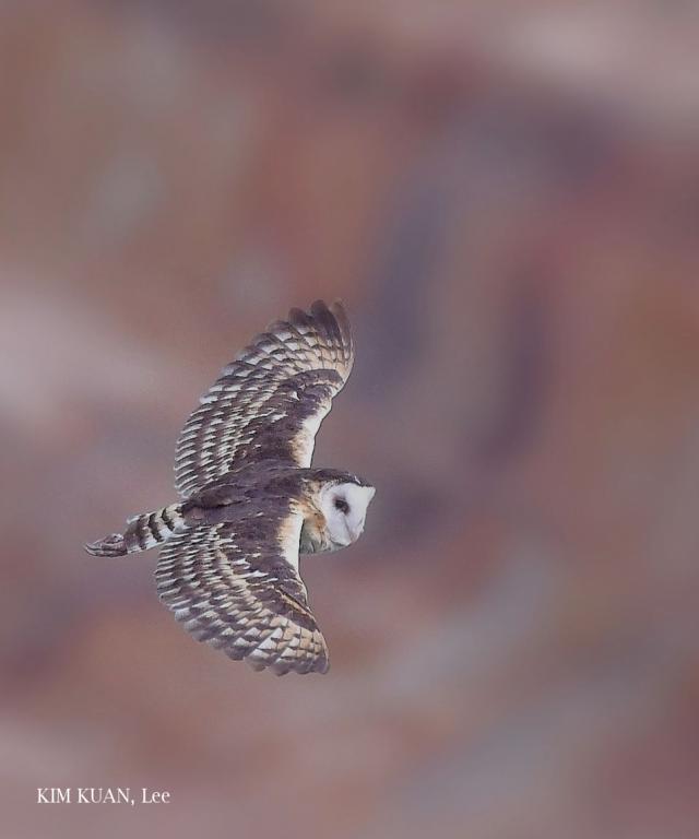 image 8335 of Eastern Grass Owl